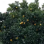 Apartamento Orange Tree Portoroz