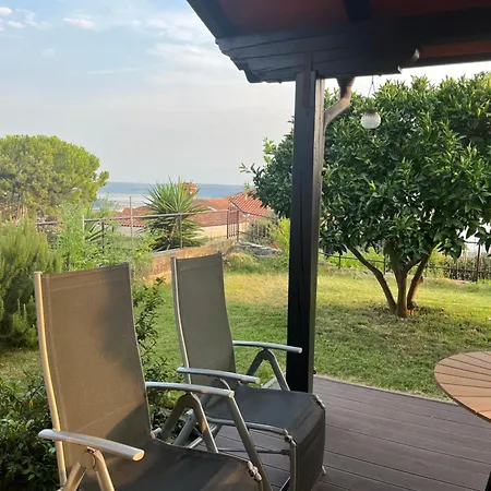 Orange Tree * Порторож