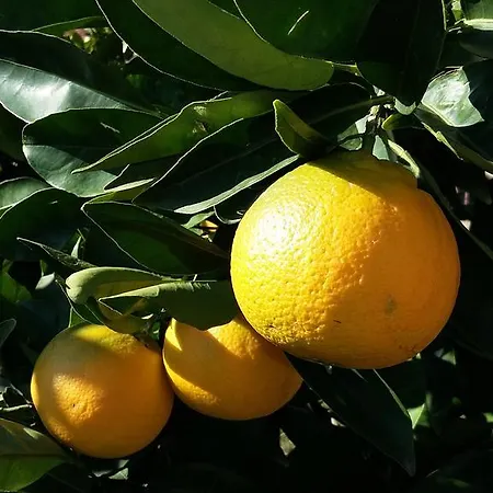 Apartamento Orange Tree