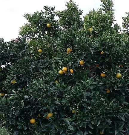 Appartamento Orange Tree Portorose