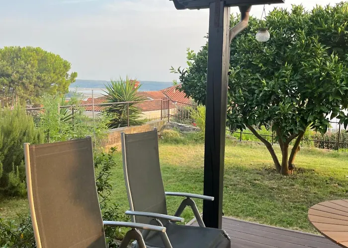 Orange Tree * 포르토로즈