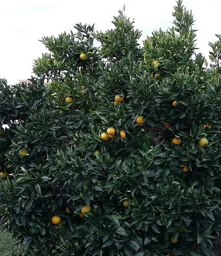 公寓 Orange Tree 波尔托罗